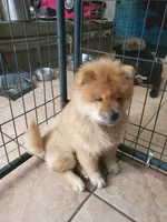 Puppy girl, a female Chow Chow for sale in Grove City, OH – 3 of 8