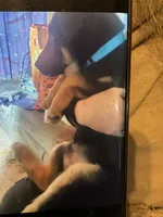 Puppy boy turquoise, a male German Shepherd Dog for sale in Grove City, OH – Photo 2 of 5