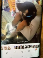 Puppy boy turquoise, a male German Shepherd Dog for sale in Grove City, OH – Photo 3 of 5