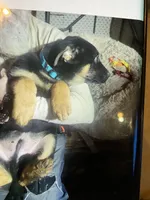 Puppy boy turquoise, a male German Shepherd Dog for sale in Grove City, OH – Photo 4 of 5