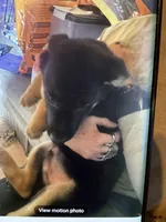 Puppy boy turquoise, a male German Shepherd Dog for sale in Grove City, OH – Photo 1 of 5