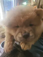 Puppy4, a male Chow Chow for sale in Grove City, OH – 2 of 7
