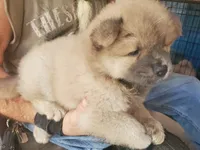 Puppy 3, a male Chow Chow for sale in Grove City, OH – 2 of 5
