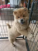 Puppy girl, a female Chow Chow for sale in Grove City, OH – 1 of 8