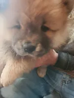 Puppy girl, a female Chow Chow for sale in Grove City, OH – 3 of 6