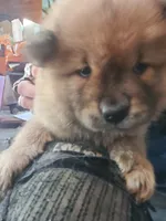 Puppy red boy, a male Chow Chow for sale in Grove City, OH – 3 of 6