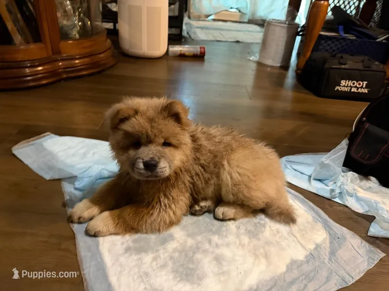 Puppy4 – Chow Chow puppy for sale in Grove City, OH