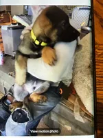 Puppy boy yellow , a male German Shepherd Dog for sale in Grove City, OH – Photo 2 of 3