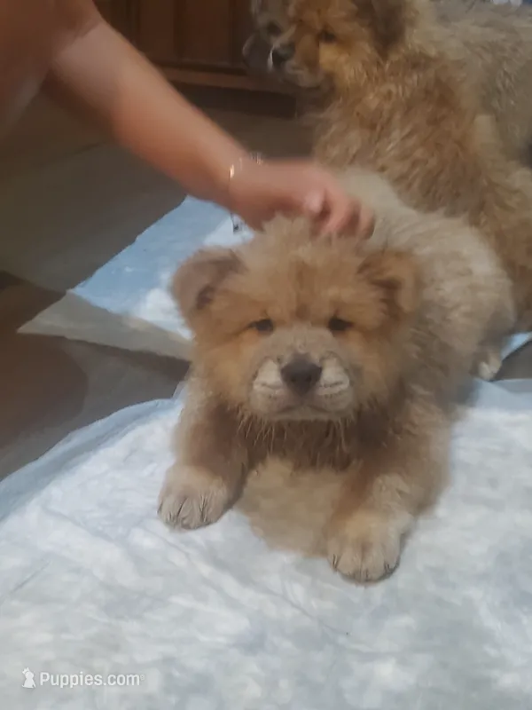 Puppy 3 – Chow Chow puppy for sale in Grove City, OH