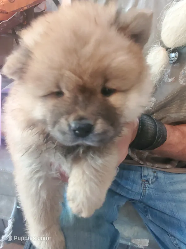Puppy girl – Chow Chow puppy for sale in Grove City, OH
