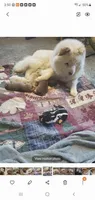 Puppy girl, a female Chow Chow for sale in Grove City, OH – 5 of 6
