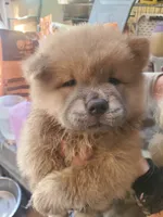 Puppy4, a male Chow Chow for sale in Grove City, OH – 1 of 7