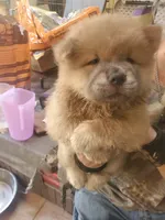 Puppy4, a male Chow Chow for sale in Grove City, OH – 5 of 7