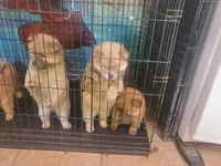 Puppy4, a male Chow Chow for sale in Grove City, OH – 3 of 7