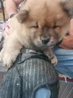 Puppy girl, a female Chow Chow for sale in Grove City, OH – 2 of 6