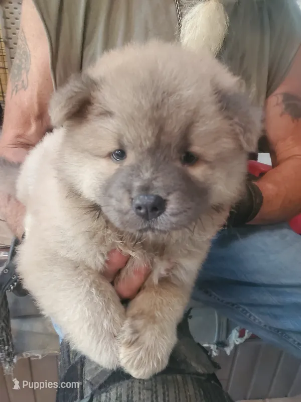Puppy 3 – Chow Chow puppy for sale in Grove City, OH