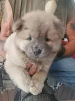Puppy 3, a male Chow Chow for sale in Grove City, OH – 1 of 5