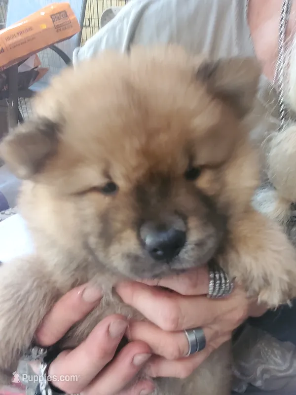 Puppy red boy – Chow Chow puppy for sale in Grove City, OH