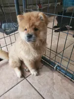 Puppy girl, a female Chow Chow for sale in Grove City, OH – 2 of 8