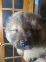 Puppy girlie, a female Chow Chow for sale in Grove City, OH – 6 of 9