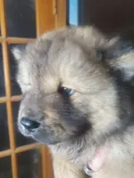 Puppy girlie, a female Chow Chow for sale in Grove City, OH – 1 of 9