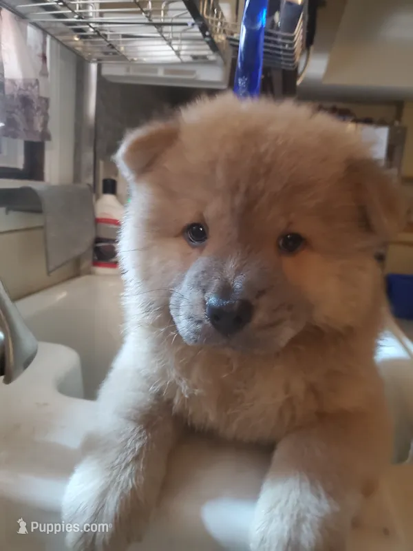 Puppy 3 – Chow Chow puppy for sale in Grove City, OH