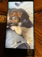 Puppy red rose girl, a female German Shepherd Dog for sale in Grove City, OH – Photo 2 of 4