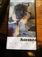 Puppy red rose girl, a female German Shepherd Dog for sale in Grove City, OH – Photo 1 of 4