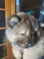 Puppy girlie, a female Chow Chow for sale in Grove City, OH – 8 of 9