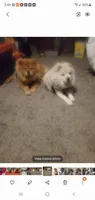 Puppy girl, a female Chow Chow for sale in Grove City, OH – 4 of 6