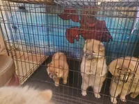 Puppy4, a male Chow Chow for sale in Grove City, OH – 4 of 7