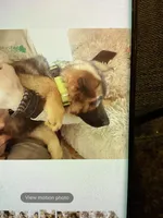 Puppy boy lime, a male German Shepherd Dog for sale in Grove City, OH – Photo 2 of 2