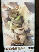 Puppy boy lime, a male German Shepherd Dog for sale in Grove City, OH – Photo 1 of 2