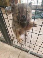Puppy girlie, a female Chow Chow for sale in Grove City, OH – 5 of 9