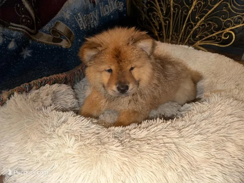 Puppy red boy – Chow Chow puppy for sale in Grove City, OH