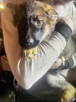 Puppy girl lavender , a female German Shepherd Dog for sale in Grove City, OH – Photo 2 of 2