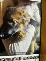 Puppy girl lavender , a female German Shepherd Dog for sale in Grove City, OH – Photo 1 of 2