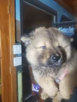 Puppy girlie, a female Chow Chow for sale in Grove City, OH – 2 of 9