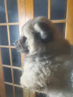 Puppy girlie, a female Chow Chow for sale in Grove City, OH – 9 of 9