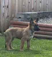 Bailey, a female Belgian Malinois and German Shepherd Dog for sale in Mead, WA – 2 of 5