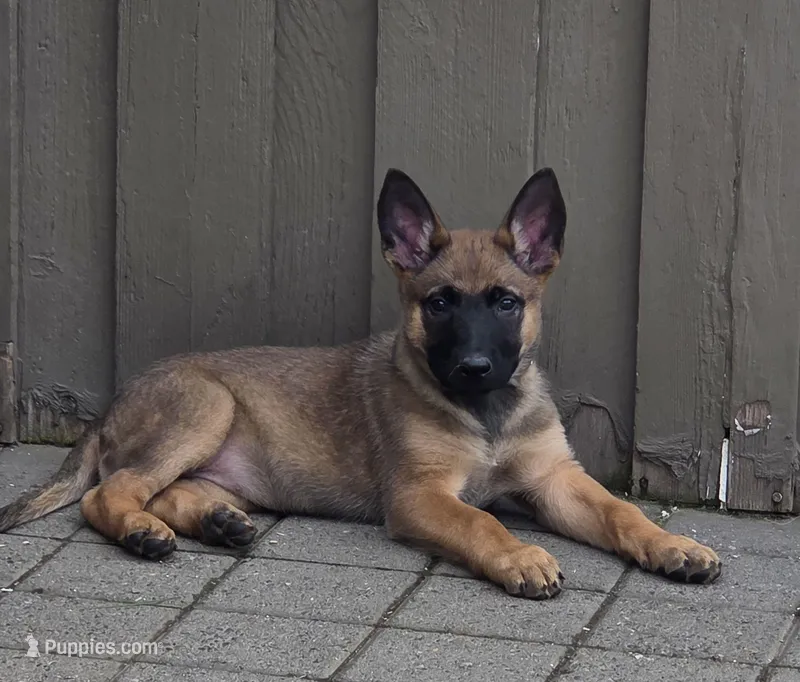 Bailey – Belgian Malinois, German Shepherd Dog puppy for sale in Mead, WA