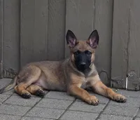 Bailey, a female Belgian Malinois and German Shepherd Dog for sale in Mead, WA – 1 of 5