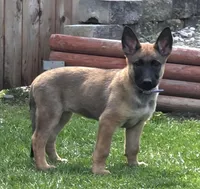 Bailey, a female Belgian Malinois and German Shepherd Dog for sale in Mead, WA – 5 of 5