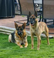 Bailey, a female Belgian Malinois and German Shepherd Dog for sale in Mead, WA – 3 of 5