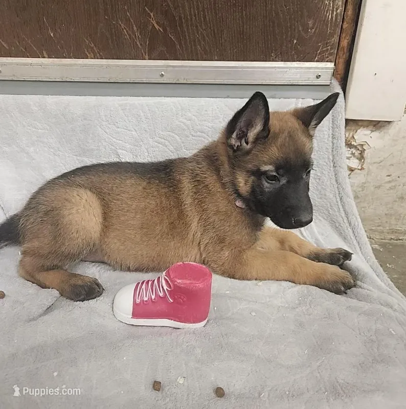 Cali – Belgian Malinois, German Shepherd Dog puppy for sale in Mead, WA