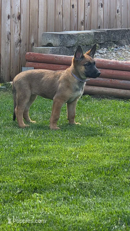 Bailey – Belgian Malinois, German Shepherd Dog puppy for sale in Mead, WA