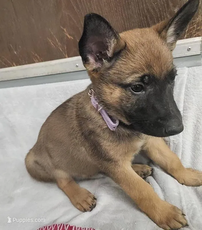 Bailey – Belgian Malinois, German Shepherd Dog puppy for sale in Mead, WA