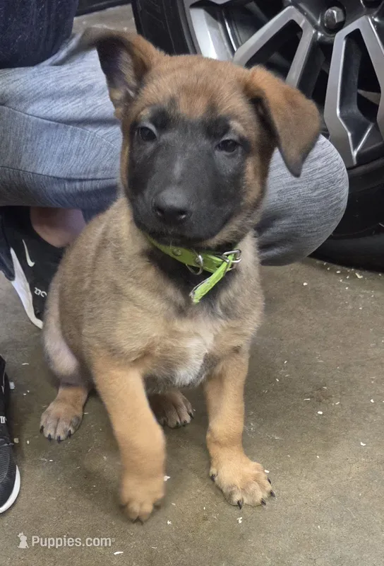 Tucker – Belgian Malinois, German Shepherd Dog puppy on hold in Mead, WA