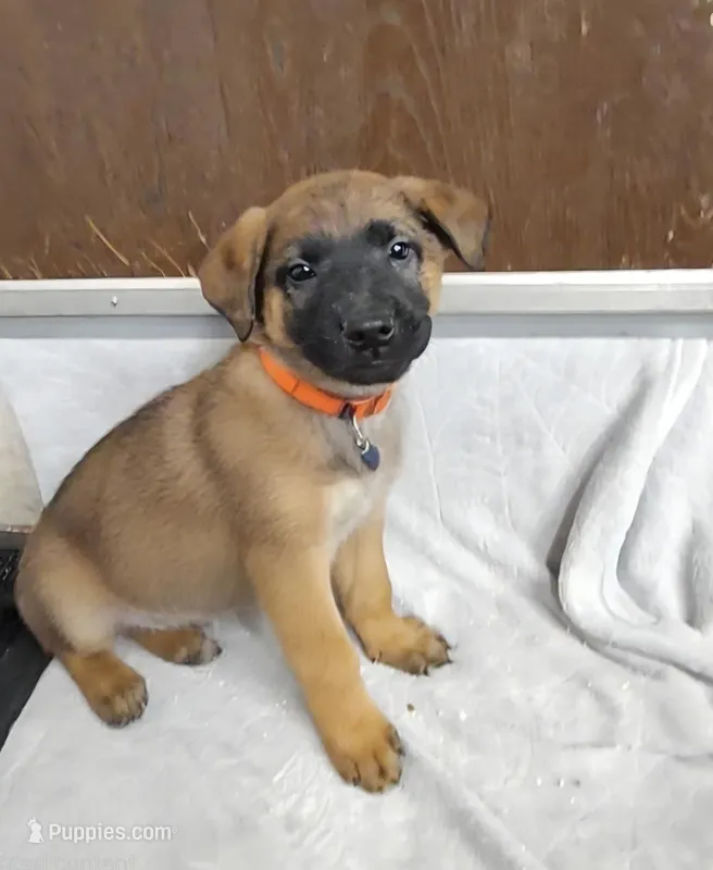 Charlie – Belgian Malinois, German Shepherd Dog puppy for sale in Mead, WA