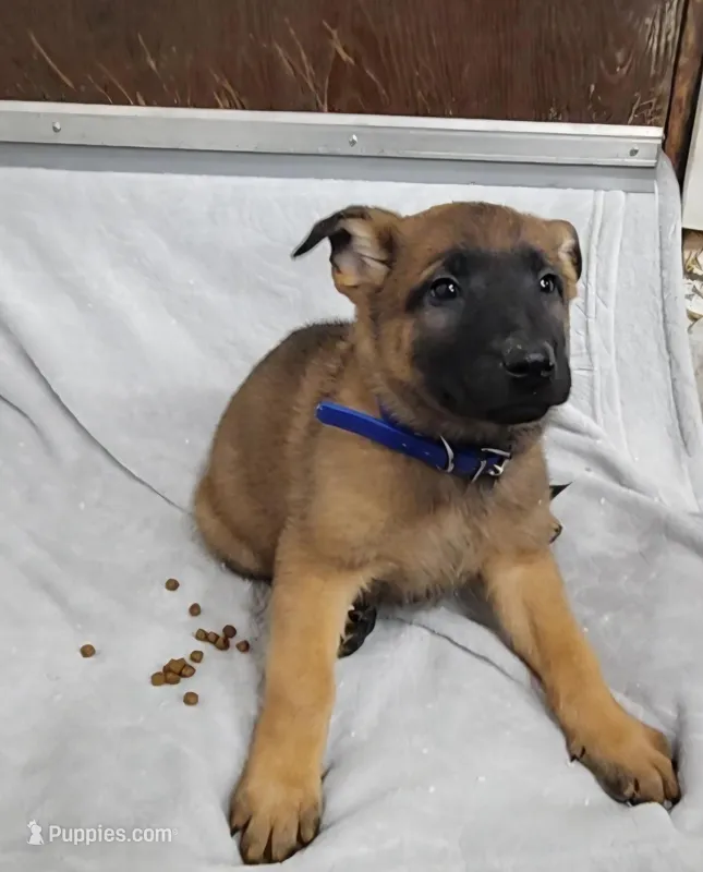 Max – Belgian Malinois, German Shepherd Dog puppy for sale in Mead, WA
